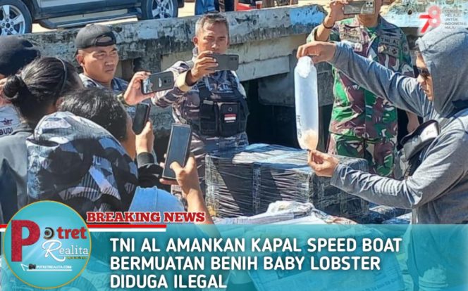 
 TNI AL AMANKAN KAPAL SPEED BOAT BERMUATAN BENIH BABY LOBSTER DIDUGA ILEGAL