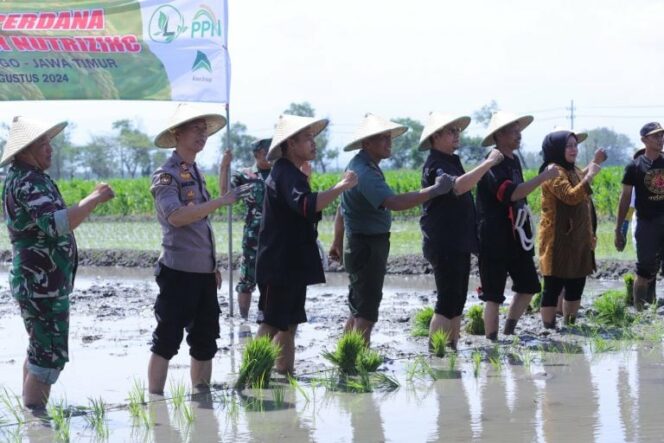 
 Pembenihan Padi Varietas Inpari IR Nutri Zinc di Desa Jetis Ponorogo