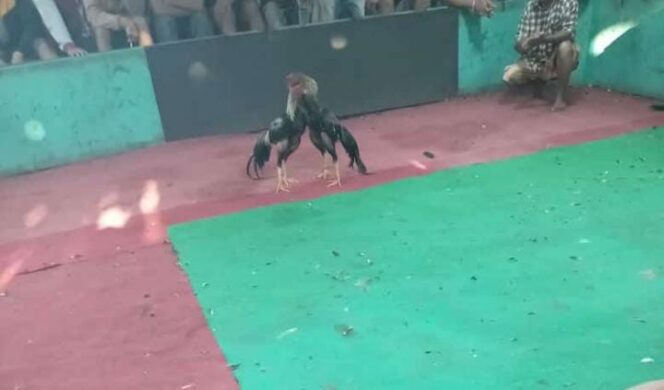 
 Warga Desa Kluruk Resah Dengan Praktek Judi Sabung Ayam