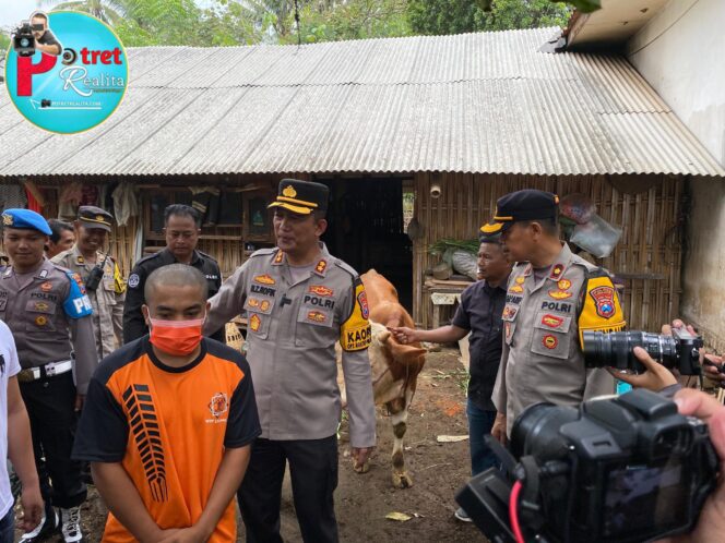 
 Polres Lumajang Ungkap Jaringan Pencurian Sapi, Satu Pelaku Berhasil Dilumpuhkan