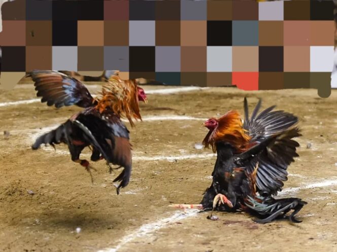 
 Diduga Sabung Ayam di Wilayah Hukum Polsek Sokobanah Sampang Terkesan di Biarkan