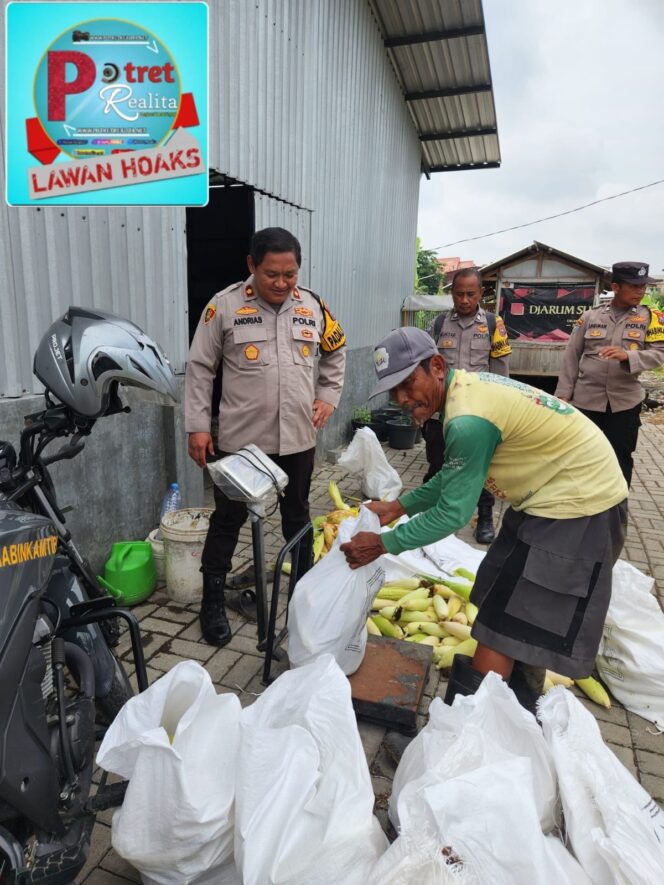 
 Panen Jagung Tahap 4 : Polres Pelabuhan Tanjung Perak Terus Dukung Ketahanan Pangan