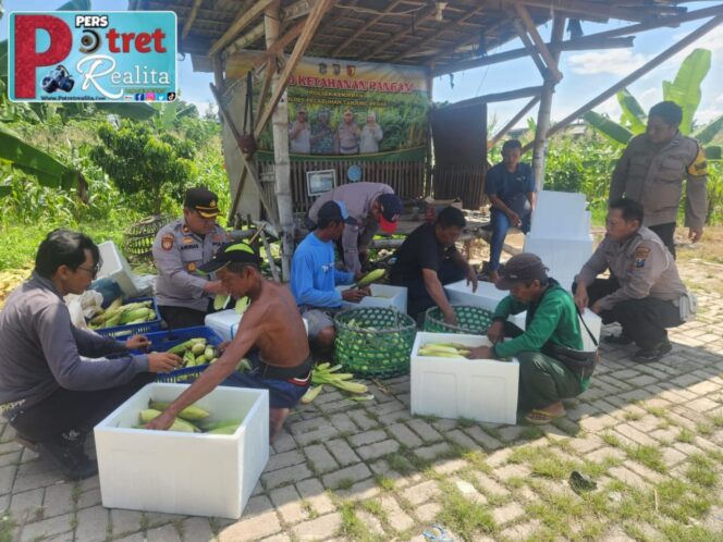 
 Dukung Ketahanan Pangan Nasional Polres Pelabuhan Tanjung Perak Gelar Panen Raya Jagung Manis ke-8