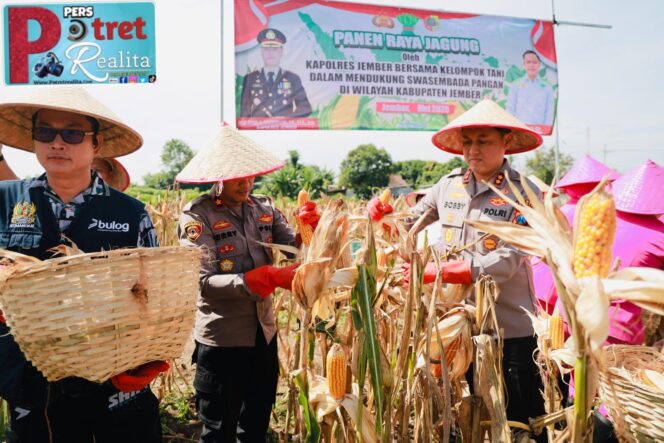 
 Gelorakan Swasembada Pangan Kapolres Jember Ikut Panen Raya dan Tanam Jagung di Lojejer