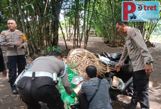 
 Tegas Berantas Perjudian Polisi Bongkar Lima Arena Sabung Ayam di Jember