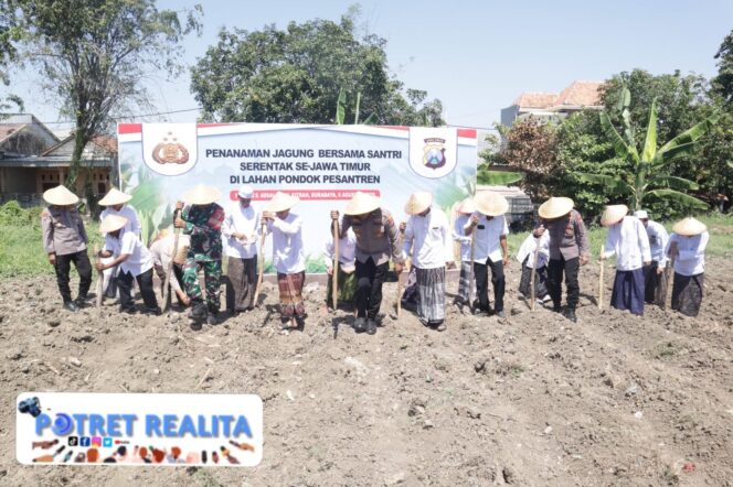 
 Sinergi Polres Tanjung Perak dan Santri Ponpes Al Fitrah, Tanam Jagung Dukung Ketahanan Pangan Nasional