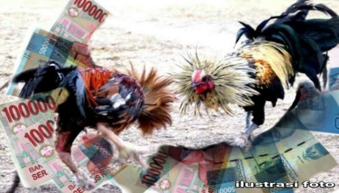 
 Warga Ngemplak Resah Dengan Aktivitas Judi Sabung Ayam