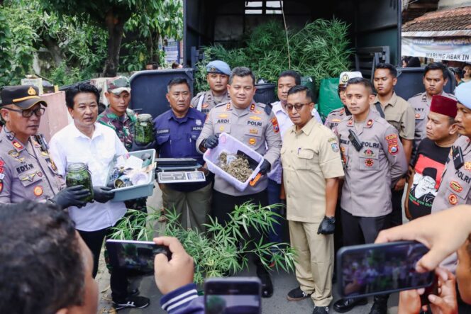 
 Polres Jombang Bongkar Budidaya Ganja Rumahan Berkedok Greenhouse, 110 Batang dan 5,3 Kg Disita