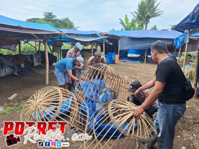 
 Diduga Jadi Arena Judi, Polisi Musnahkan Sarana Sabung Ayam di Dusun Garit Banyuwangi