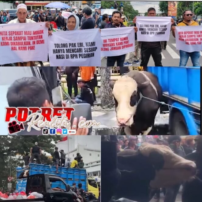 
 Massa Protes Relokasi RPH Pegirian, Truk Bermuatan Sapi Warnai Aksi di DPRD Surabaya