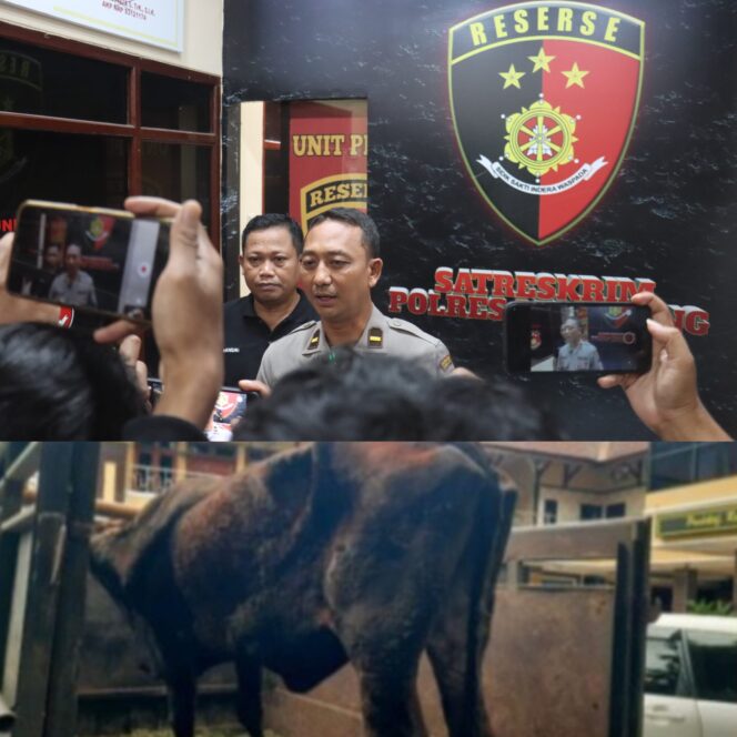 
 Kasus Pencurian Sapi Terungkap, Penadah Diamankan dan Polisi Sita Senjata Api Rakitan
