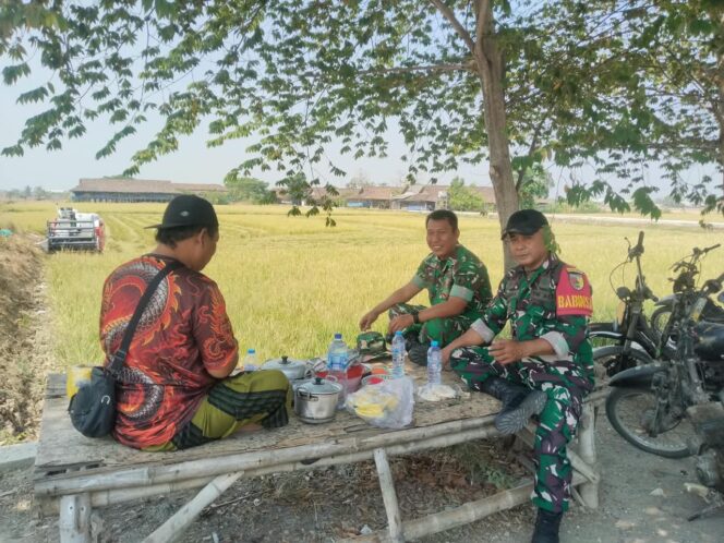 
 LSM GMBI Distrik Gresik Bersama Warga Pundut Trate Panen Raya Padi Ke 3 Dalam Setahun